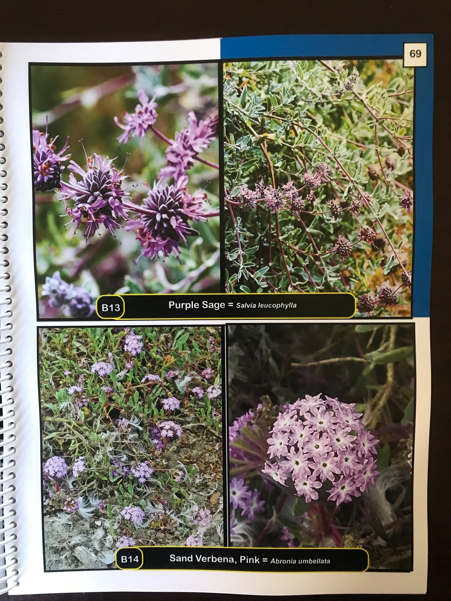 Another Wildflower Book V2 Coastside State Parks Association